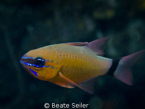 Cardinal fish by Beate Seiler 